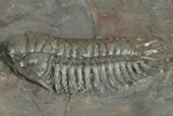 Crotalocephalus Trilobite - Jorf, Morocco #348407-1